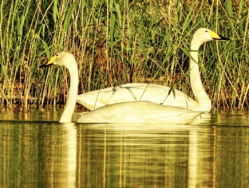 Whooper Swan